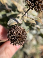 Pycnanthemum muticum