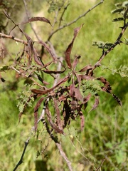 Mimosa aculeaticarpa