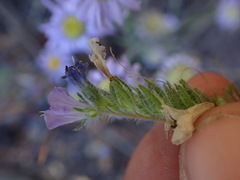 Phacelia linearis