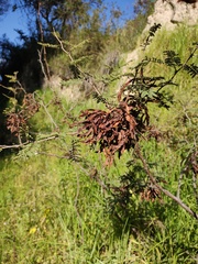 Mimosa aculeaticarpa