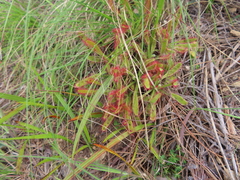 Drosera hilaris