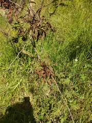 Mimosa aculeaticarpa