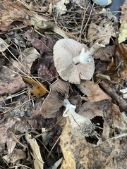 Leucoagaricus americanus