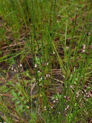 Juncus balticus