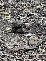 Terrapene carolina bauri