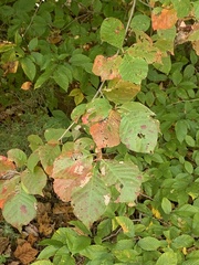 Nyssa sylvatica