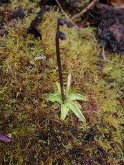 Pinguicula