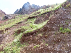 Heliophila diffusa flacca