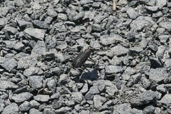 Cicindela punctulata punctulata