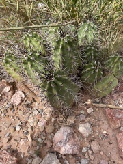 Echinocereus
