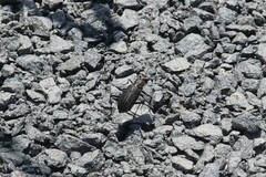 Cicindela punctulata punctulata