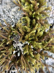 Hedwigia ciliata