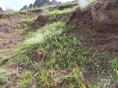 Heliophila diffusa flacca