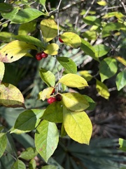 Ilex
