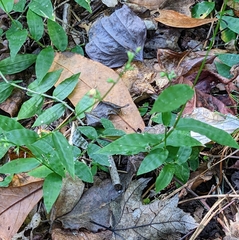 Oplismenus hirtellus