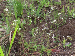 Heliophila diffusa flacca