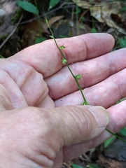 Oplismenus hirtellus