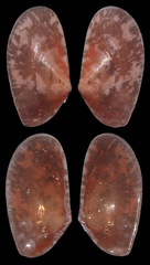 Tellinidae