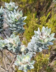 Xiphotheca fruticosa