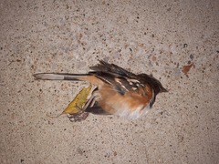 Pipilo maculatus