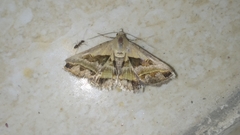 Acantholipes