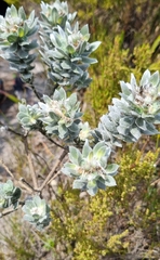 Xiphotheca fruticosa