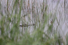 Crocodylus moreletii