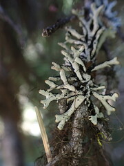 Hypogymnia tubulosa