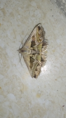Acantholipes