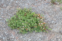 Trifolium lupinaster