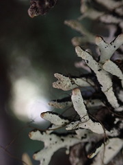 Hypogymnia tubulosa