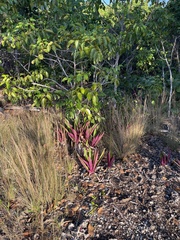 Tradescantia spathacea
