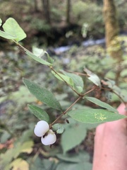 Symphoricarpos