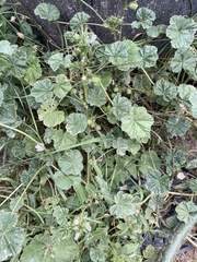 Malva parviflora parviflora