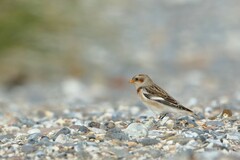 Plectrophenax nivalis