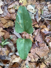 Smilax smallii
