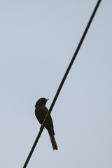 Melaenornis pammelaina