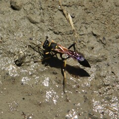 Sceliphron caementarium