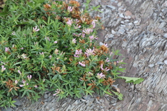 Trifolium lupinaster