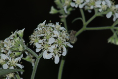 Montanoa