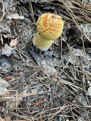 Amanita persicina