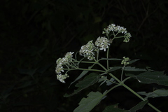 Montanoa