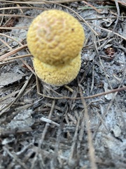 Amanita persicina