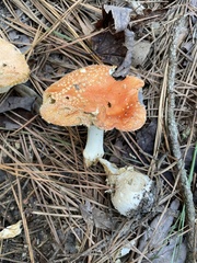 Amanita persicina