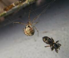 Theridion varians