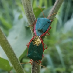 Edessa rufomarginata