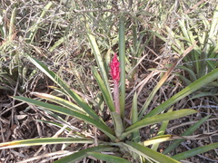 Aechmea distichantha