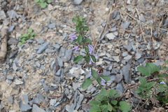 Dracocephalum nutans