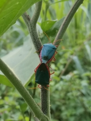 Edessa rufomarginata