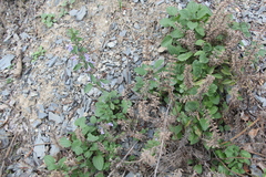 Dracocephalum nutans